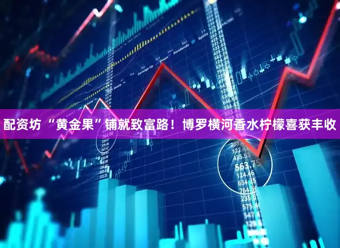 配资坊 “黄金果”铺就致富路！博罗横河香水柠檬喜获丰收